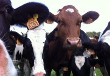 Losgebroken stier gevangen met lokkoe