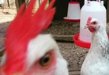 Verhip, een festival met kip?