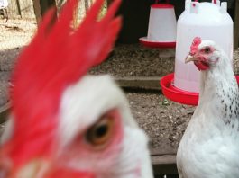 Verhip, een festival met kip?