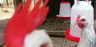 Verhip, een festival met kip?