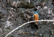 Meer plek voor ijsvogels in Sloterpark