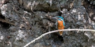IJsvogel kwam inderdaad broeden bij de Sloterplas