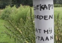 Bomen bij de Sloterplas: kappen of laten staan?