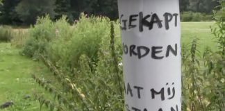 Bomen bij de Sloterplas: kappen of laten staan?