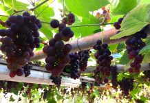 Zelf druiven plukken in De Baarsjes