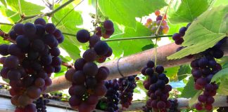 Zelf druiven plukken in De Baarsjes