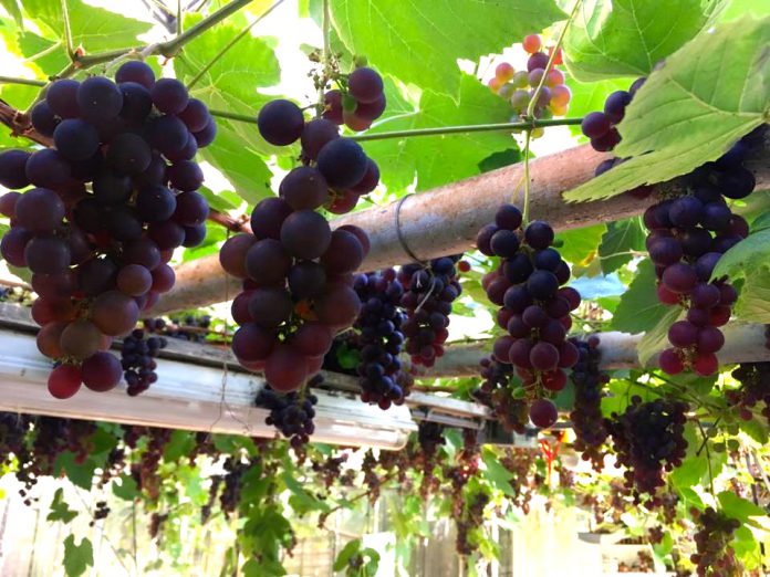 druivenpluk Kas Keerweer