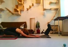 Kattenyoga: kijk vooral niet naar de poes