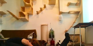 Kattenyoga: kijk vooral niet naar de poes