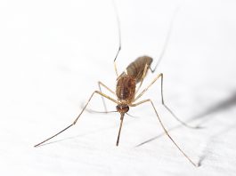 Bewoners Baarsjes worden gek van de muggen