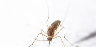 Bewoners Baarsjes worden gek van de muggen