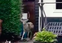 Wat deed dit hert in West?