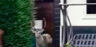 Wat deed dit hert in West?