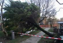 Tramverkeer plat en omgewaaide bomen door zware storm
