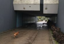 Aangevallen door hond? Dit zijn je rechten