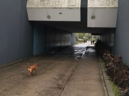 Aangevallen door hond? Dit zijn je rechten