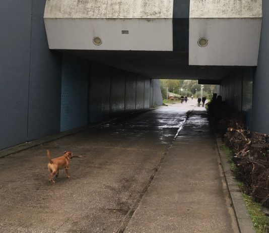 Aangevallen door hond? Dit zijn je rechten