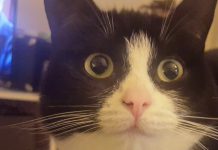 Politie waarschuwt voor gebakken spons (levensgevaarlijk voor honden en katten)