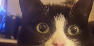 Politie waarschuwt voor gebakken spons (levensgevaarlijk voor honden en katten)