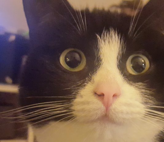 Politie waarschuwt voor gebakken spons (levensgevaarlijk voor honden en katten)