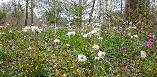 Tegels eruit, bloemen erin