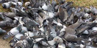 Nieuw-West eerste met voerverbod