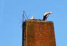 Ooievaars terug op nest in Westerpark ooievaars Westerpark