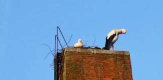 Ooievaars terug op nest in Westerpark ooievaars Westerpark