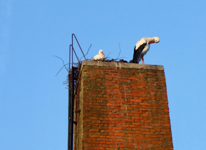 ooievaars Westerpark