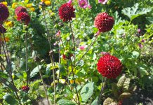 Kas Keerweer, voor al je tweedehands plantjes