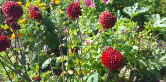 Kas Keerweer, voor al je tweedehands plantjes