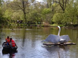 Reuzenzwaan uit Zuid voortaan in Rembrandtpark