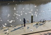 Boete van 70 euro voor voeren vogels
