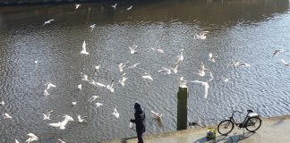Boete van 70 euro voor voeren vogels