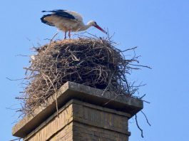 Ooievaars geboren in Nieuw-West Ooievaar