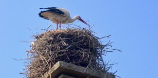 Ooievaars geboren in Nieuw-West Ooievaar