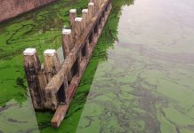 Grachtenwater is knalgroen, hoe komt dat?