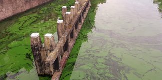 Grachtenwater is knalgroen, hoe komt dat?