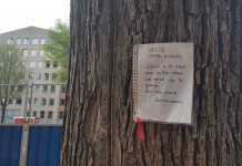 81-jarige iep moet weg, omdat de Da Costakade verzakt