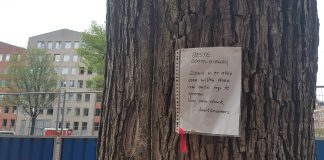 81-jarige iep moet weg, omdat de Da Costakade verzakt