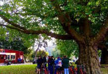 Platanen Leidsebosje in de race voor Boom van het Jaar