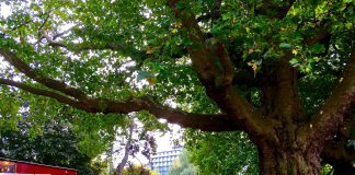 Platanen Leidsebosje in de race voor Boom van het Jaar