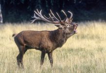 Vlees geschoten edelherten verwerkt in West