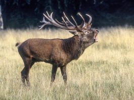 Vlees geschoten edelherten verwerkt in West