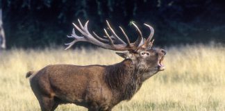 Vlees geschoten edelherten verwerkt in West