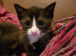 Asiel zoekt ‘pleegouders’ voor kittens