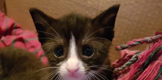 Asiel zoekt ‘pleegouders’ voor kittens