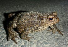 Waar blijven de padden van het Vondelpark?