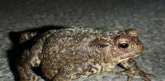 Waar blijven de padden van het Vondelpark?