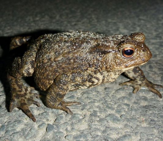 Waar blijven de padden van het Vondelpark?